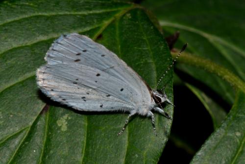 Réf. 196 274 : Celastrina argiolus